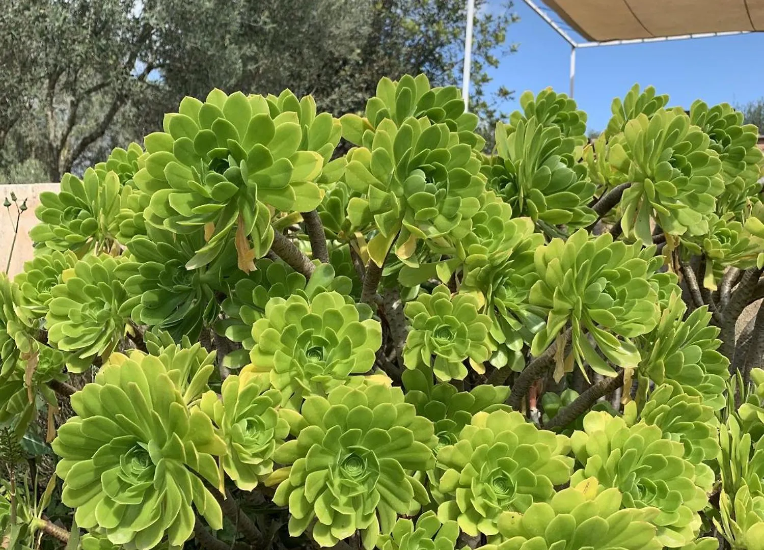 Σπίτι διακοπών Finca La Tortuga Mit Pool Und Klima Algaida  Ισπανία